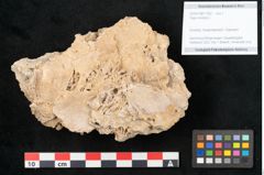Foto (Objekt + Etikett) von Fagus silvatica L. (NHMW-GEO-2024-0188-11362)